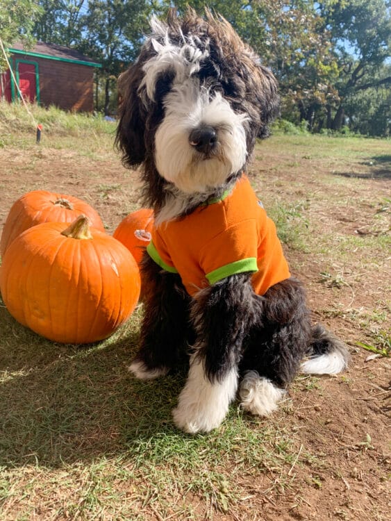 Tukong Austin Gallery Photo 70